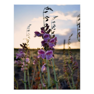 Empreinte photo Wild Purple Snapdragons
