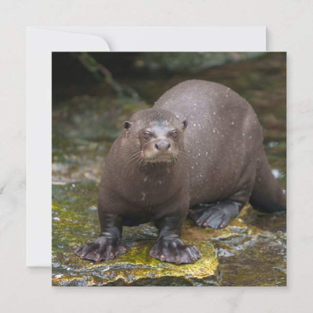 Empreintes de Pied de Giant Otter (Devant)