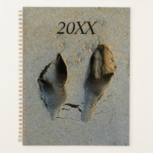 Empreintes Wallaby en sable