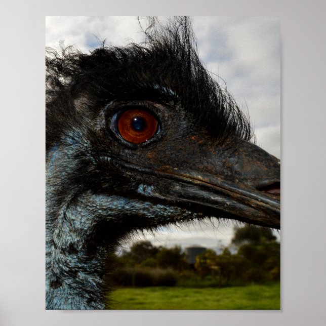 Emu Australien, Gros Plan. Affiche (Devant)