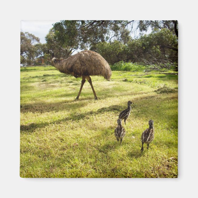 Emu Avec Chicks Voisin Montre, Aimant De Réfrigéra (Devant)