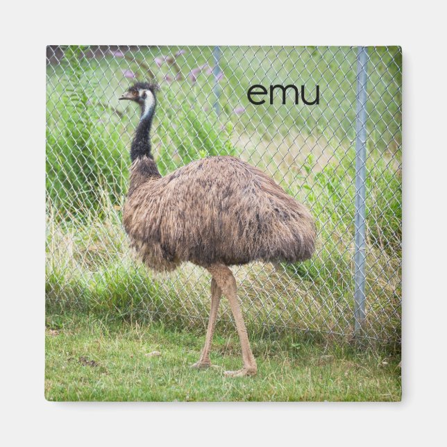 Emu Refrigerator Magnet (Devant)