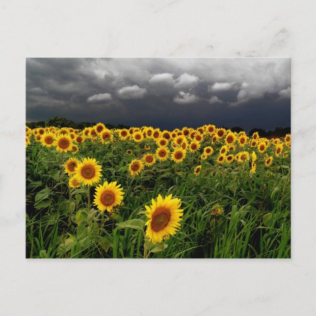 En attente, cartes postales (Devant)