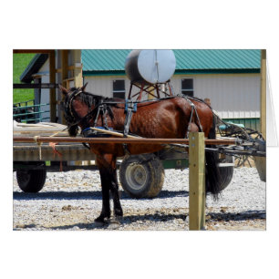 En attente du Cheval Amish