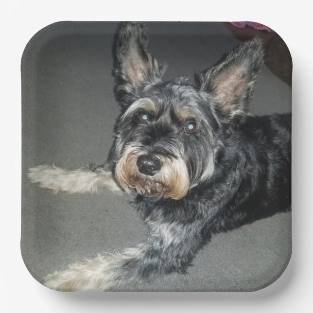 En Carton assiettes de chien (Recto)