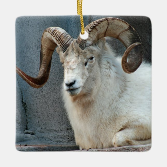 En Céramique Ornement Dall Sheep (Devant)