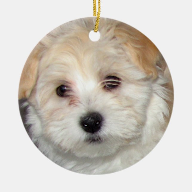 En Céramique Ornement de chiot de Havanese (Devant)