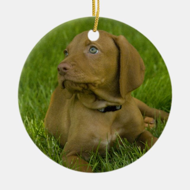En Céramique Ornement de chiot de Vizsla (Devant)