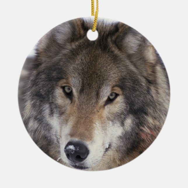 En Céramique Ornement de regard fixe de loup (Devant)
