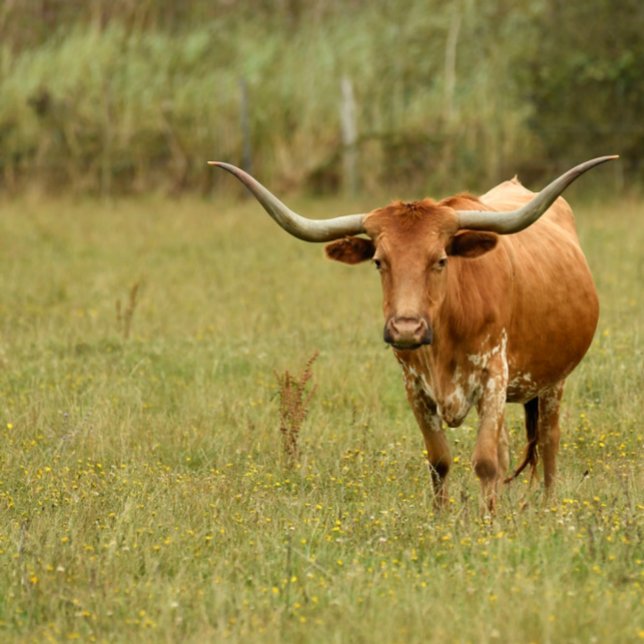En Céramique Ornement Doberman blanc (Créateur téléchargé)