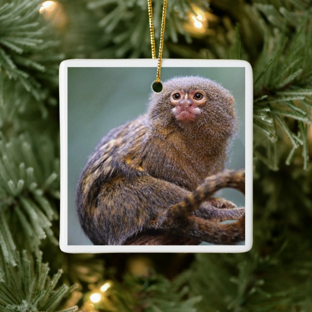 En Céramique Ornement Pygmy Marmoset (Arbre)