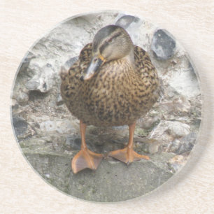 En Grès Canard sur un mur de Dessous de verre