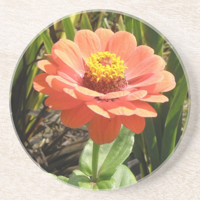 En Grès Dessous de verre à fleurs d'Orange Zinnia (Devant)