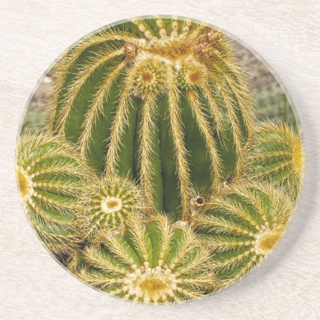 En Grès Dessous de verre Cactus (Devant)
