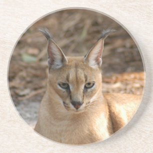 En Grès Dessous de verre de Caracal Lynx