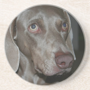 En Grès Dessous de verre de chien de Weimeraner
