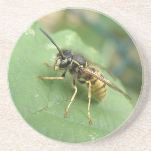 En Grès Dessous de verre de macros Hoverfly (Devant)