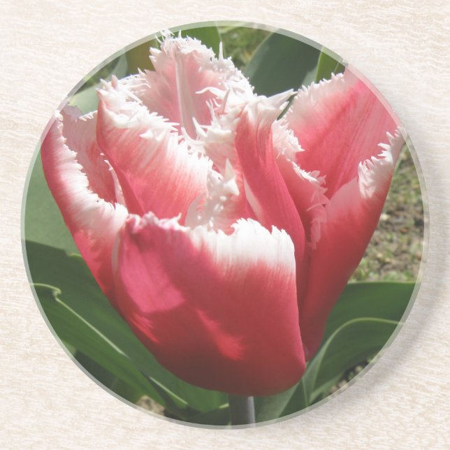 En Grès Dessous de verre de tulipes à franges roses (Devant)