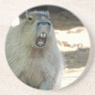 En Grès Dessous de verre drôles de Capybara