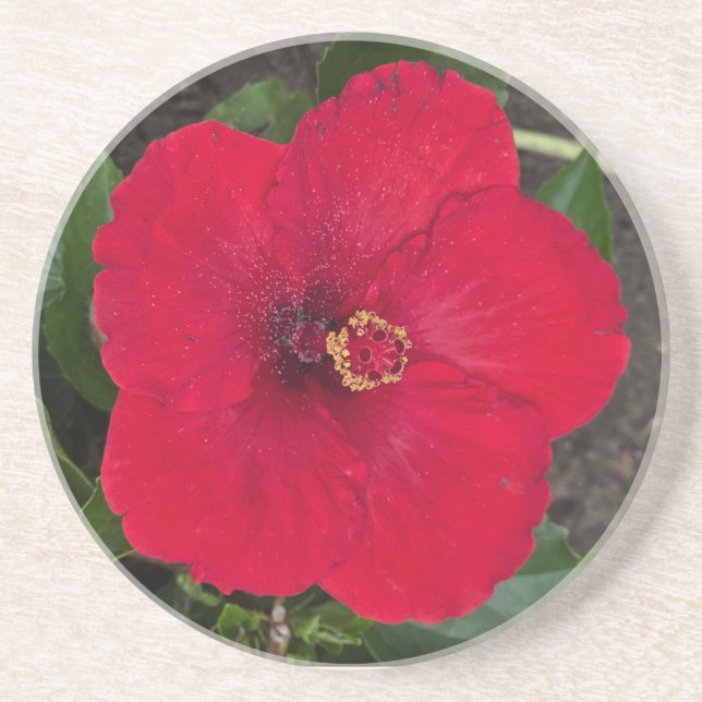 En Grès Dessous de verre Hibiscus (Devant)
