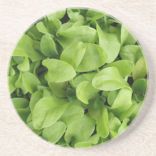 En Grès Dessous de verre Marigold Seedlings (Devant)