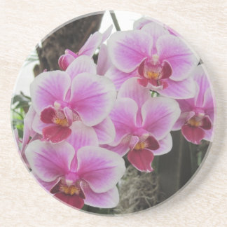 En Grès Dessous de verre roses d'orchidées de Phalaenopsis