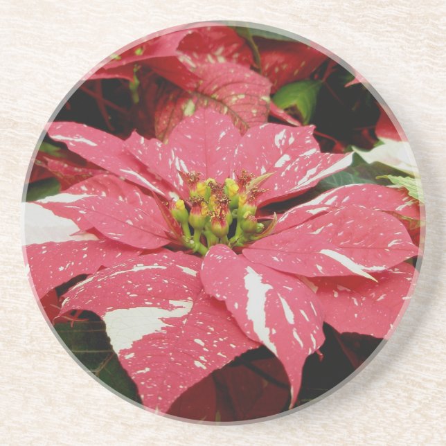 En Grès Dessous de verre rouge et blanc Poinsettia (Devant)