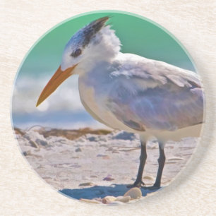 En Grès Dessous de verre royaux d'oiseau de sterne