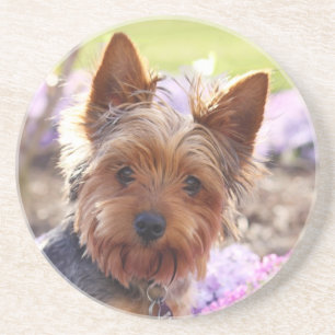 En Grès Dessous de verre Yorkshire Terrier