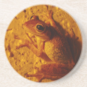 En Grès Grenouille arboricole, Dessous de verre