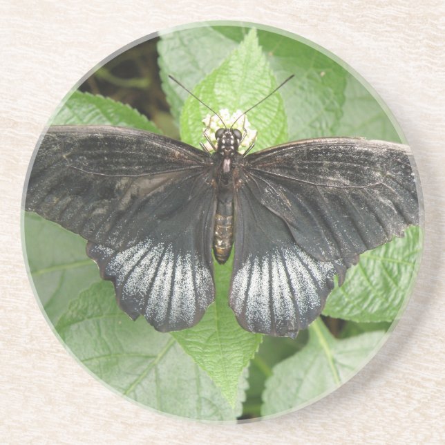 En Grès Joli papillon Tropical et Dessous de verre de fleu (Devant)