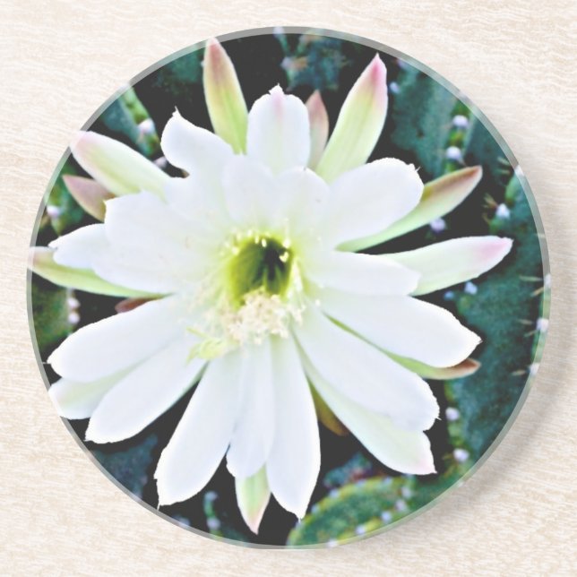 En Grès Les dessous de verre de cactus (Devant)