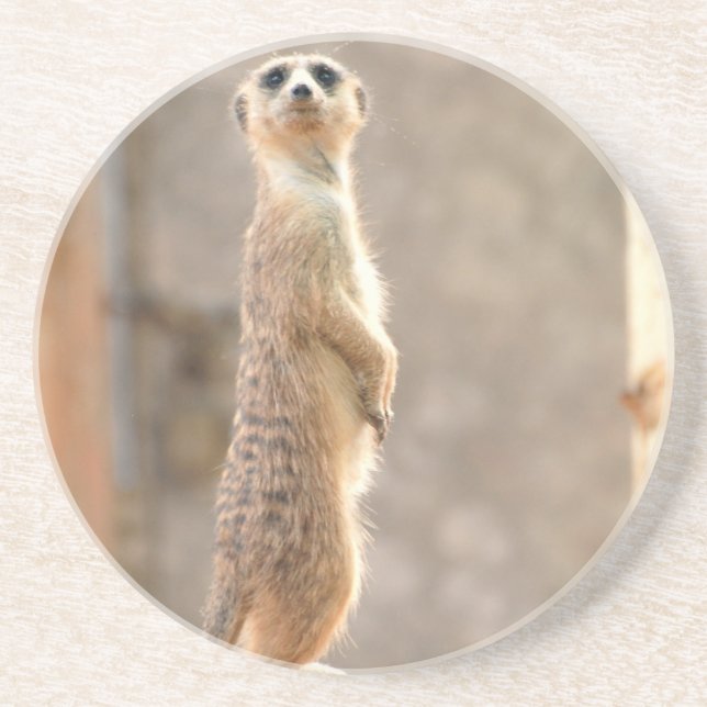En Grès Meerkat aux dessous de verre d'attention (Devant)