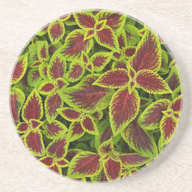 En Grès Série plante/Fleur - Dessous de verre Coleus rouge (Devant)