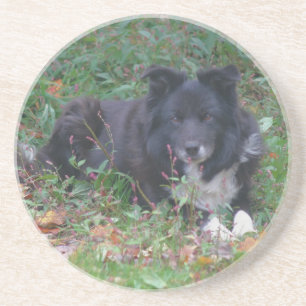 En Grès Sweet Border Collie Chien Dessous de verre de bois