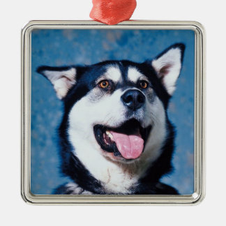 En Métal Ornement de Malamute d'Alaska