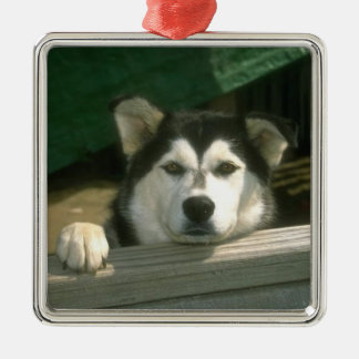 En Métal Ornement de Malamute d'Alaska