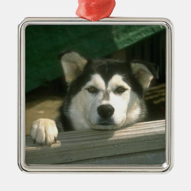 En Métal Ornement de Malamute d'Alaska (Devant)