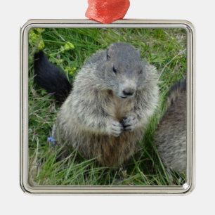En Métal Ornement des marmottes