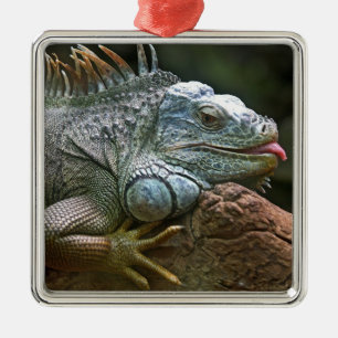 En Métal Ornement d'Iguana