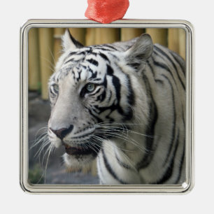 En Métal Ornement Premium Tiger blanc