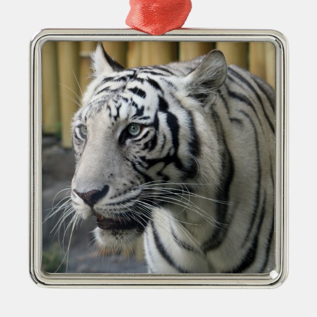 En Métal Ornement Premium Tiger blanc (Devant)
