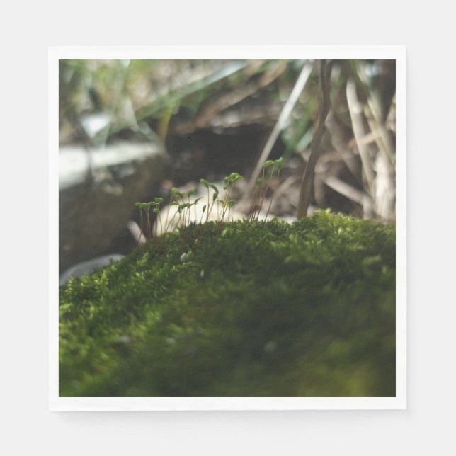 En Papier Petit monde de mousse – Serviette de photographie  (Devant)