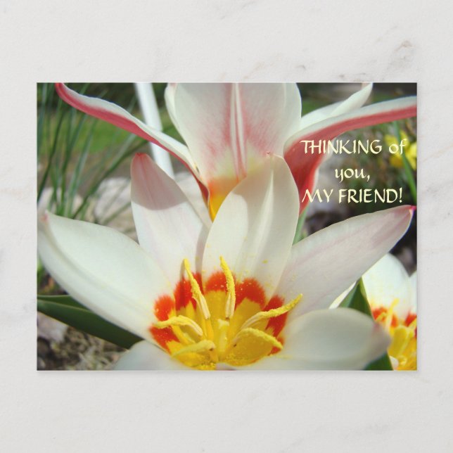 EN PENSÉE POUR VOUS, MON AMI ! Carte Postale Fleur (Devant)