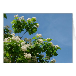 En pleine floraison