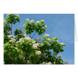 En pleine floraison