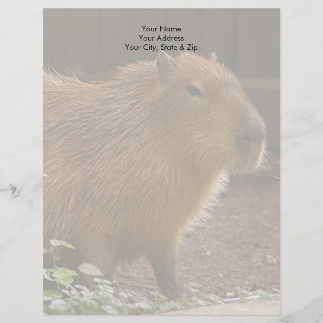En-tête De Lettre Customisée Capybara (Devant)