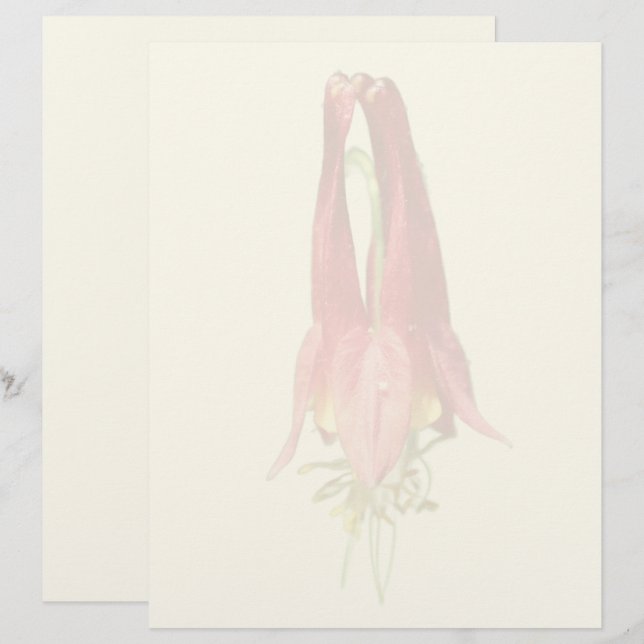 En-tête De Lettre Fleur d'Ancolie Rouge  (Devant / Derrière)