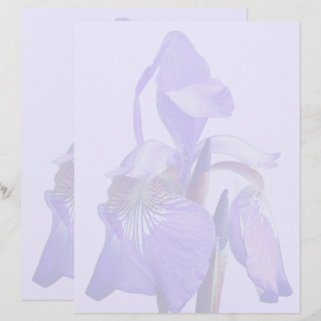 En-tête De Lettre Fleur d'iris à drapeau bleu violet  (Devant / Derrière)