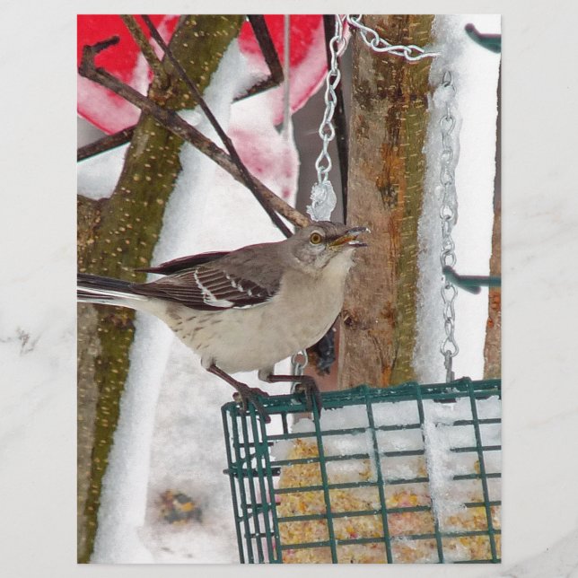 En-tête De Lettre Oiseau (Devant)